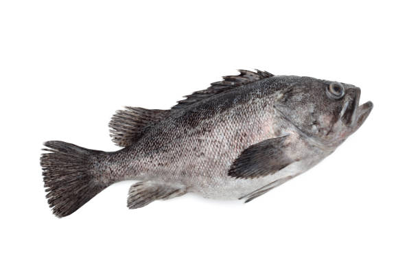 grouper ryba na białym tle - full length indoors food nobody zdjęcia i obrazy z banku zdjęć
