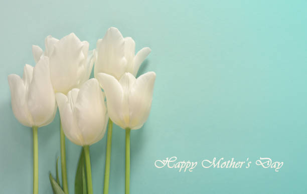 istock Mothers day card. White tulips on a light turquoise background 945074302
