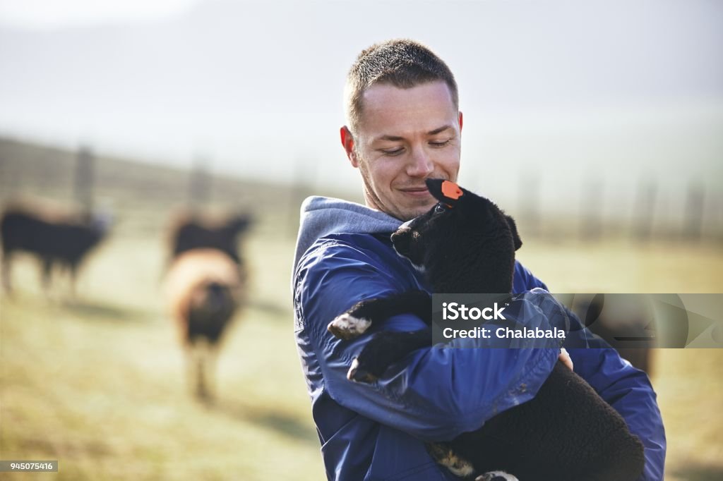 Sunny morning on the rural farm Sunny morning on the rural farm. Young farmer holding lamb against pasture with herd of sheep Farmer Stock Photo