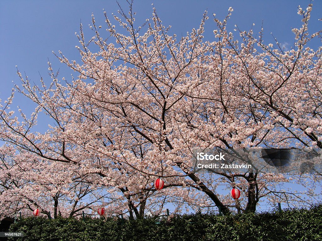 Flor de Sakura - Foto de stock de Abril royalty-free