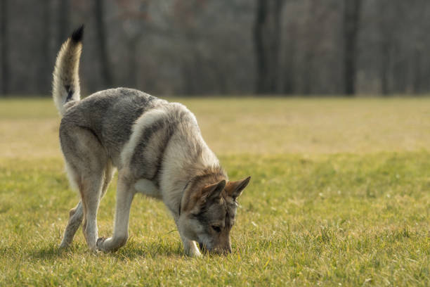 istock A Czech Wolfhound plays outside in the meadow 945078228