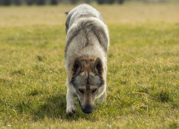 istock A Czech Wolfhound plays outside in the meadow 945078382