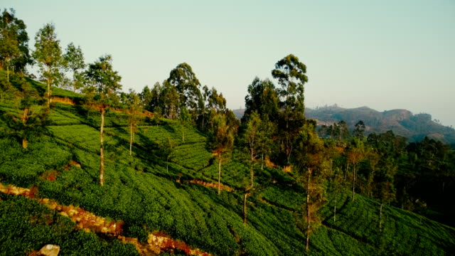 Aerial view of tea plantations