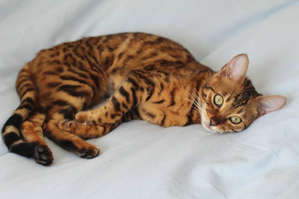 istock Adorable portrait of a Bengal cat 945078498
