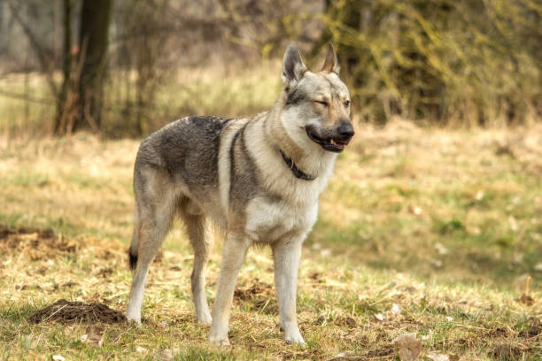istock A Czech Wolfhound plays outside in the meadow 945078660