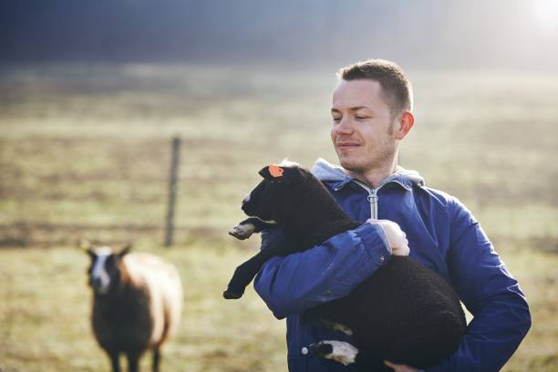 istock Sunny morning on the rural farm 945078704