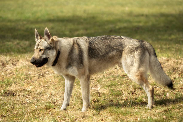 istock A Czech Wolfhound plays outside in the meadow 945078784
