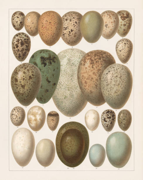 illustrations, cliparts, dessins animés et icônes de œufs d’oiseaux d’europe, lithographie, publiés en 1897 - tringa glareola