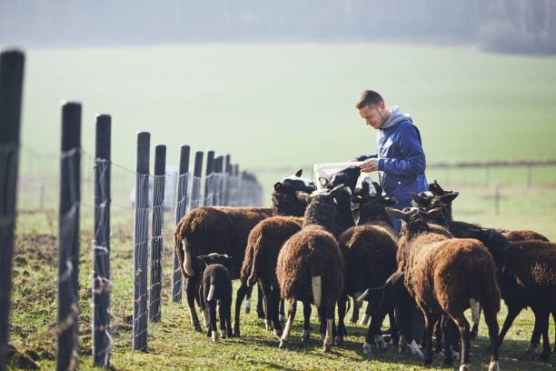 istock Sunny morning on the rural farm 945079156