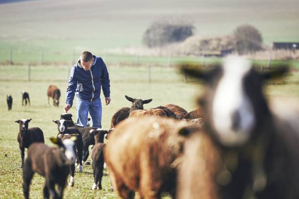 istock Sunny morning on the rural farm 945079204