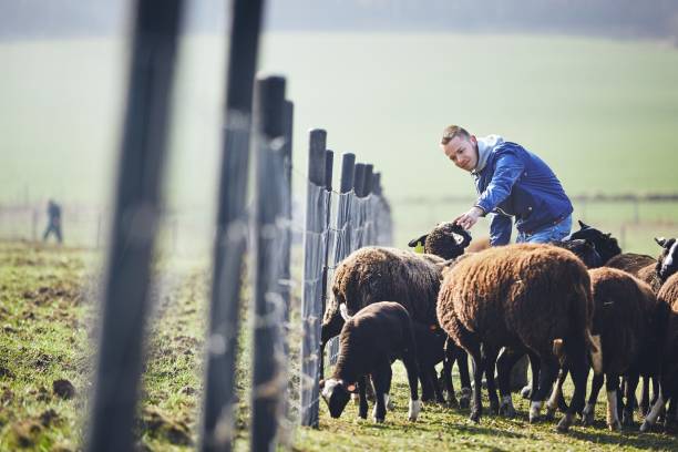 istock Sunny morning on the rural farm 945081324