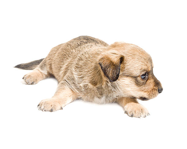 istock Little puppy isolated on white 94508281