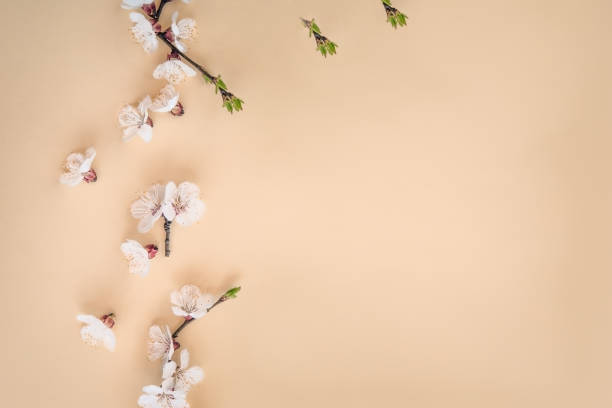 istock Spring design with apricot flowers on pastel yellow background 945088870