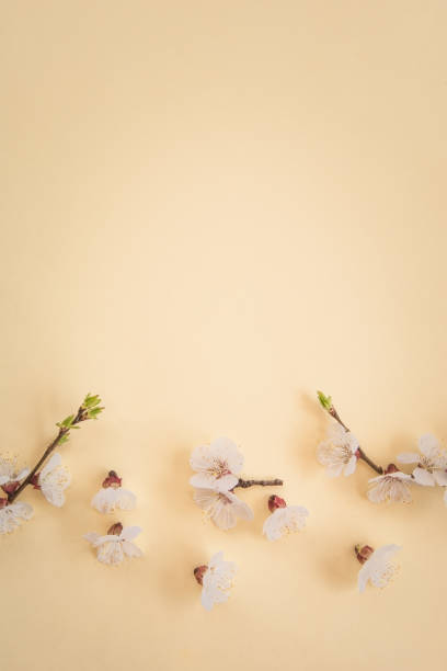 istock Apricot flower buds on pastel background 945088872