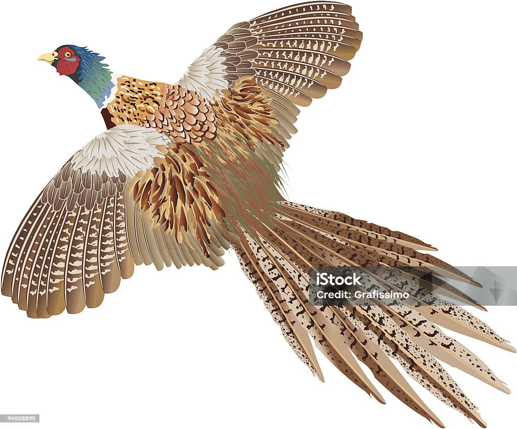 Brown faisan en plein vol isolé sur blanc - clipart vectoriel de Faisan - Gibier à plume libre de droits