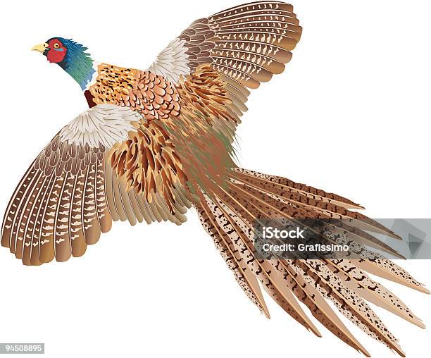 Brown Flying Pheasant Isolated On White Stock Illustration - Download Image Now - Pheasant - Bird, Pheasant Meat, Flying