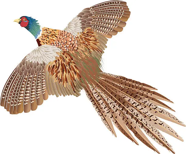 Vector illustration of Brown flying pheasant isolated on white