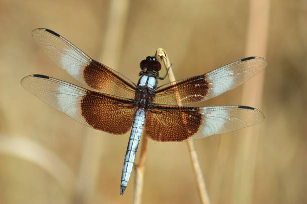 istock Widow Skimmer Dragonfly on Reed 945089124