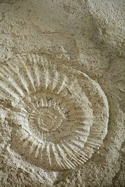 Photo of Ammonite