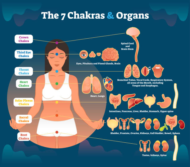 ilustraciones, imágenes clip art, dibujos animados e iconos de stock de 7 chakra curativo y grupos de órgano interno correspondiente, diagrama de la ilustración vectorial. - chakra