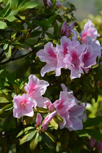 istock Flowers of Azalea 945093258