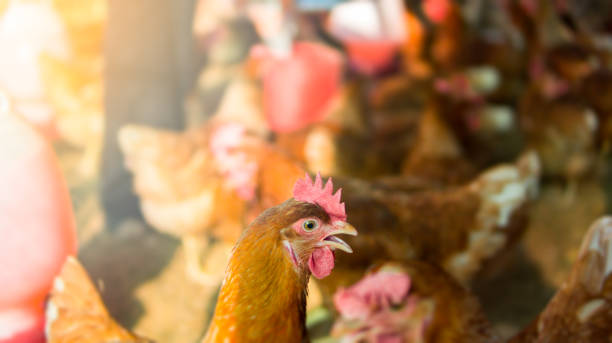 istock Organic chicken or hen in safety farm 945093636