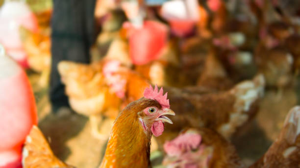 istock Organic chicken or hen in safety farm 945093668