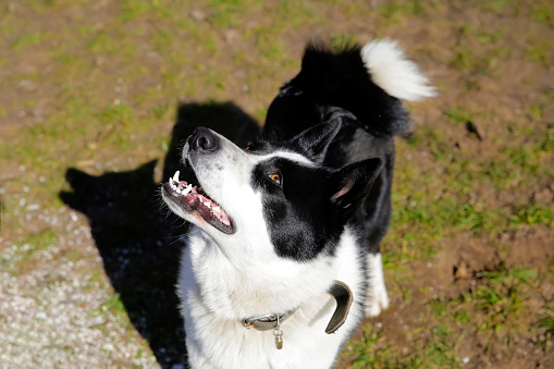 The dog breed East European Laika