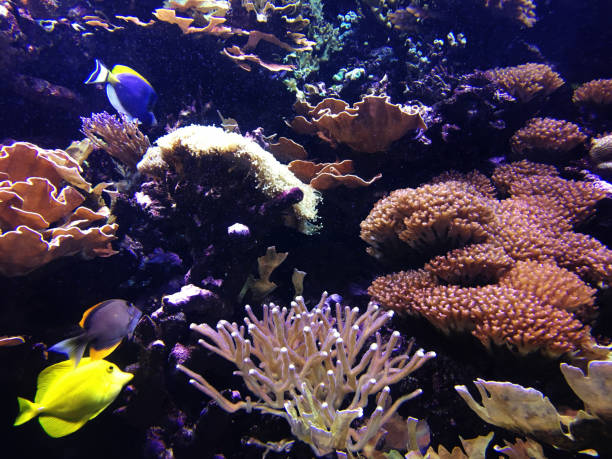 Clown fish and sea anemones.