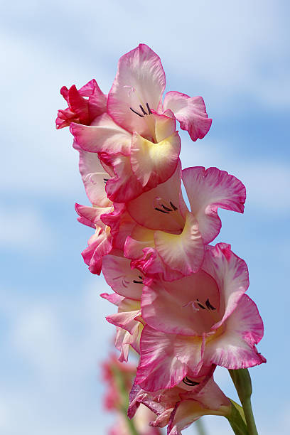 꽃 - gladiolus single flower isolated white 뉴스 사진 이미지