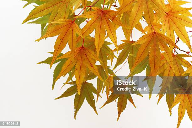 Photo libre de droit de Couleurs De Lautomne banque d'images et plus d'images libres de droit de Arbre - Arbre, Automne, Branche - Partie d'une plante