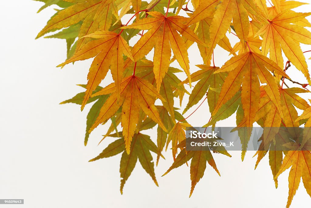 красочная осень - Стоковые фото Белый фон роялти-фри
