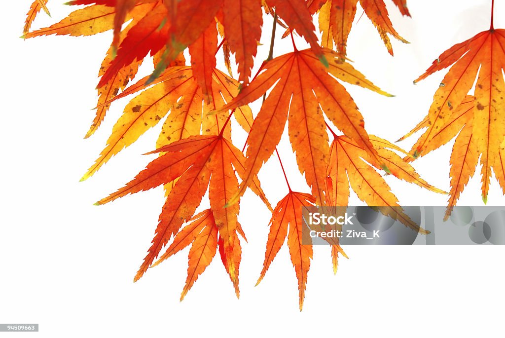 Colores de otoño - Foto de stock de Fondo blanco libre de derechos