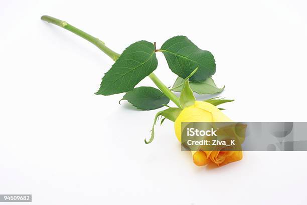 Yellow Rose Stock Photo - Download Image Now - Anniversary, Beauty In Nature, Bouquet