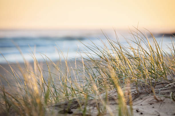 Sand Dunes Grass Sunrise Coolangatta Queensland