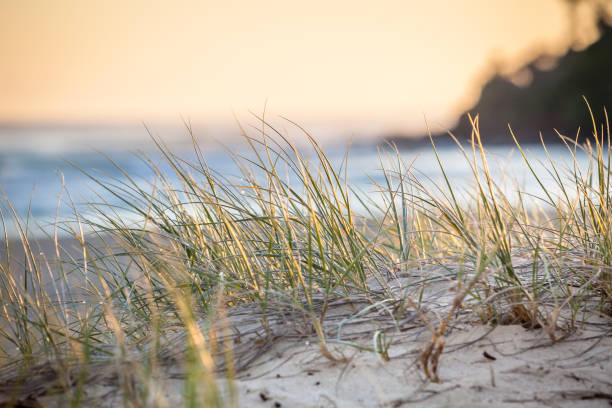 istock Sand Dunes Grass Sunrise Coolangatta Queensland 945097032