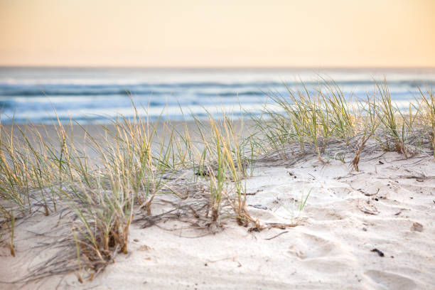 istock Sand Dunes Grass Sunrise Coolangatta Queensland 945097040