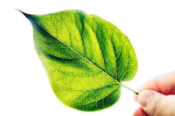 istock Fresh Green Leaf In Hand On White Background. 945097094
