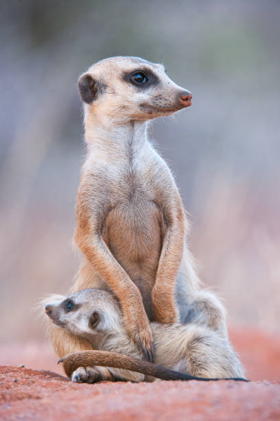 istock Meerkat holding small baby 945097106