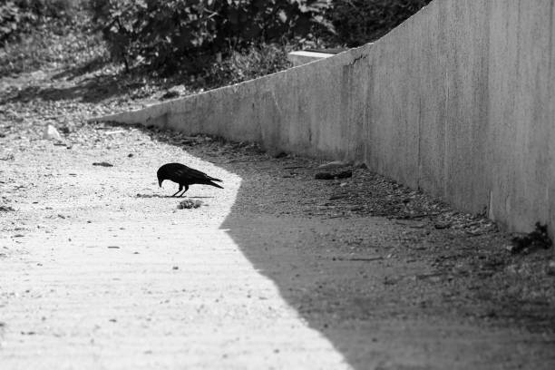 istock a black crow and a stone wall warmed by the sun 945097240