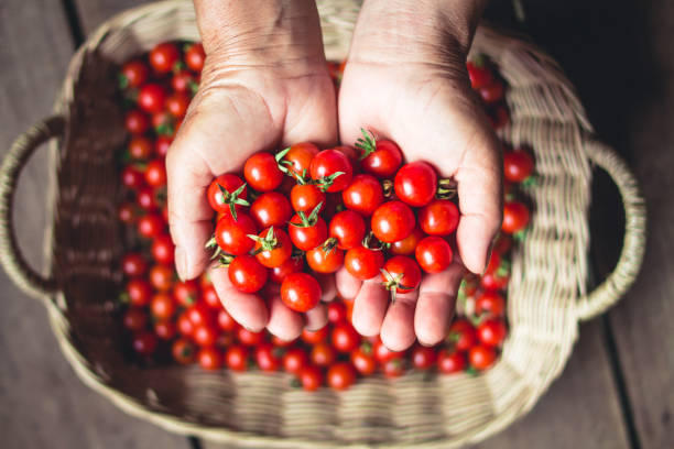 istock Tomato cherry in basket Tomato in hand South Asia 945097458
