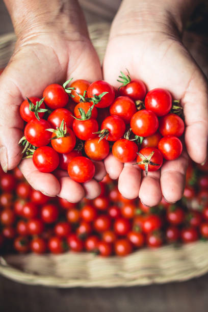 istock Tomato cherry in basket Tomato in hand South Asia 945097538