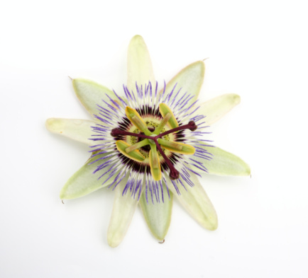Flower head of passion flower isolated on a white background.