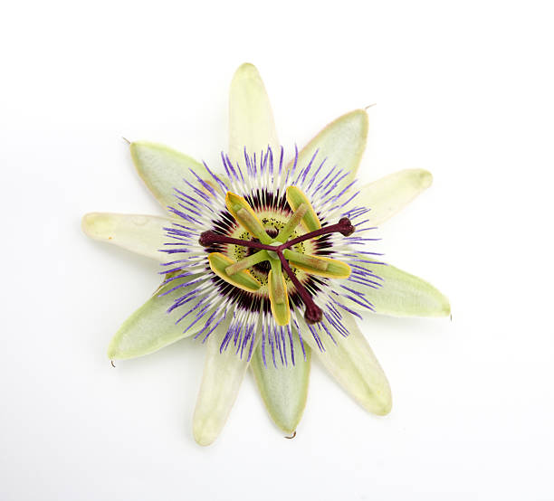 strange flower passion  passion flower stock pictures, royalty-free photos & images