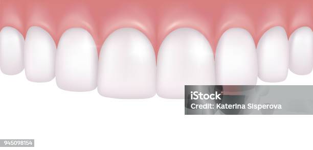 Vector Realistic Row Of White And Atraight Upper Teeth Dentistry Medical Model Stock Illustration - Download Image Now