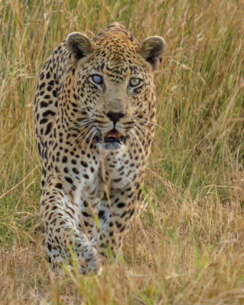 leoparden-safari - hunting blind stock-fotos und bilder