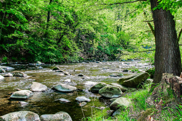 istock wild mountain river with stones and overgrown shore 945100776