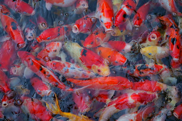 istock many koi fish swim in ponds. 945100928