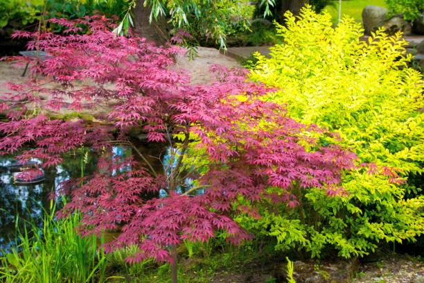 istock colorful shrubs in a Japanese garden 945104950