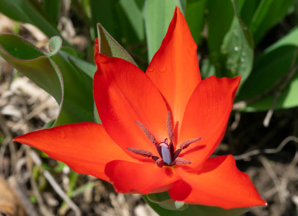istock tulipa red flower isolated 945105172